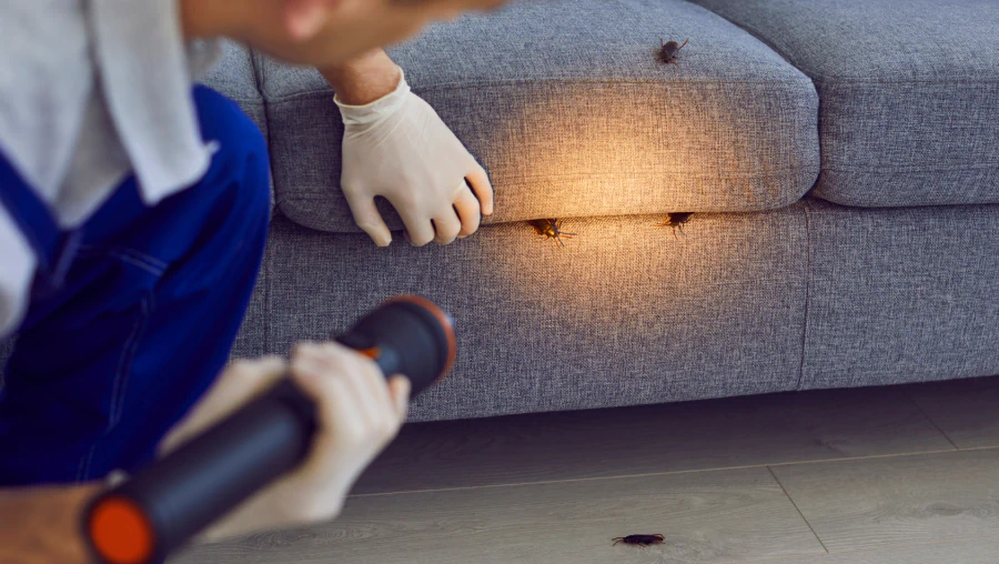 Cockroach Control 2 Cockroach Control 2