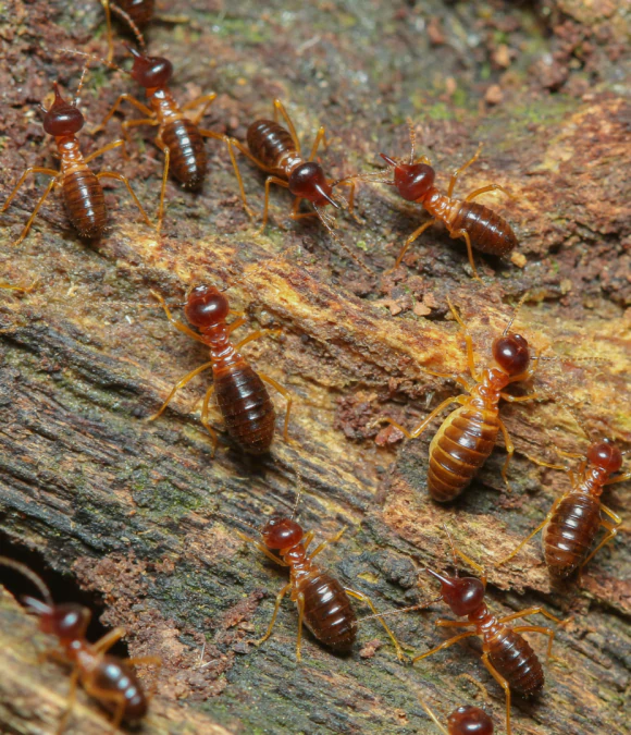 Termite Control